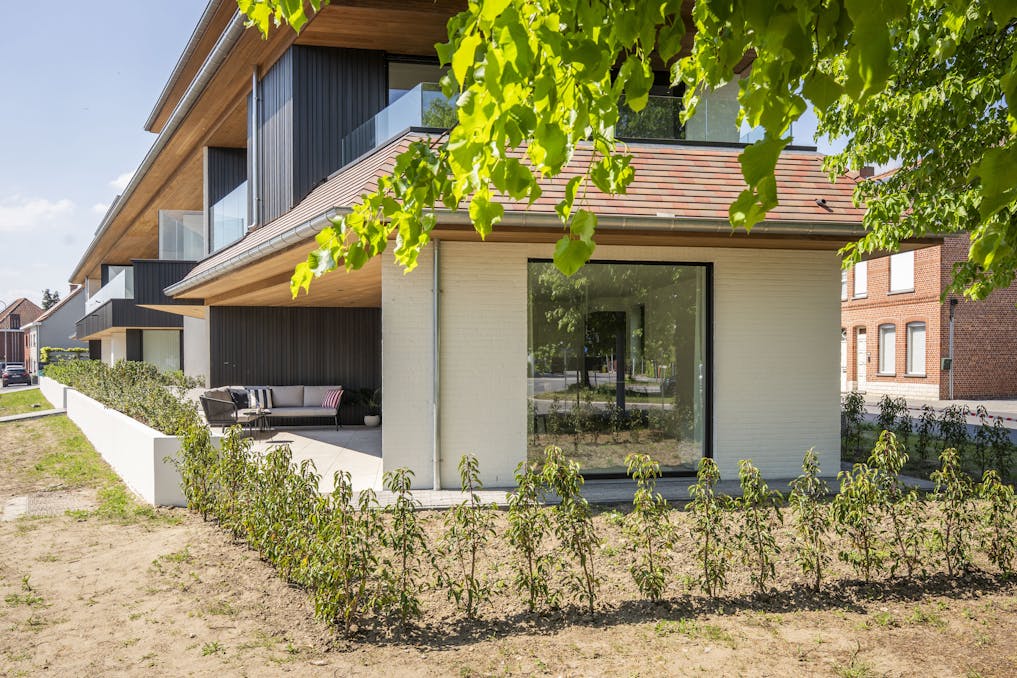 Daniël & Zozima à vendre à Waregem