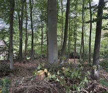 Bouwgrond voor open bebouwing te Koop te Heide-Kalmthout!