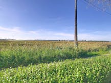 Rustig gelegen huis of vakantiewoning te Kieldrecht (Beveren)