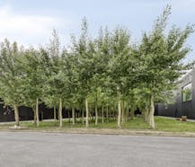 Nieuwbouwmagazijn van ca. 72 m² te huur in Wevelgem