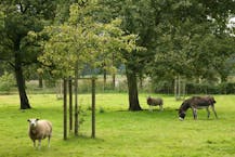 Vakantiehoeve  met twee vakantieverblijven te Beernem